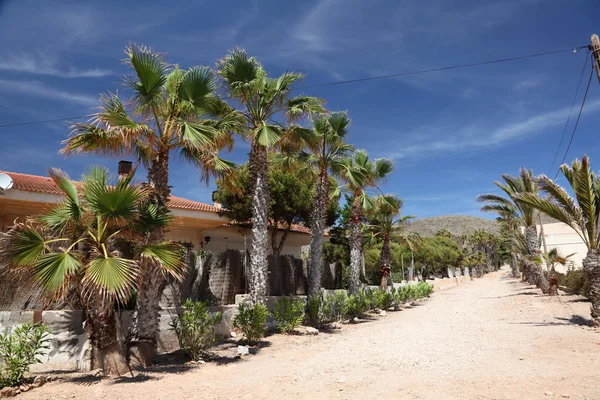Palmiye ağaçları la azohia, bölge murcia, İspanya — Stok fotoğraf