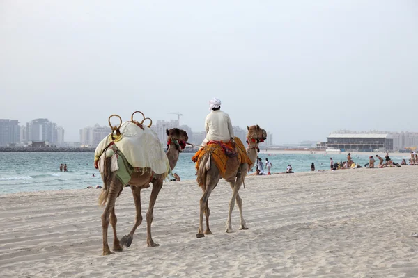 Kamelen op het strand in dubai — Stockfoto