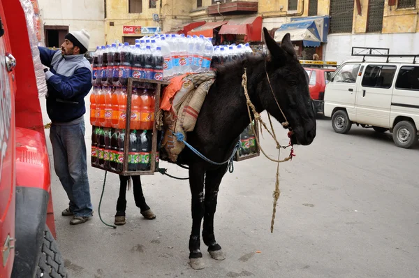 Dranken vervoer met mule in Fez, Marokko — Stockfoto