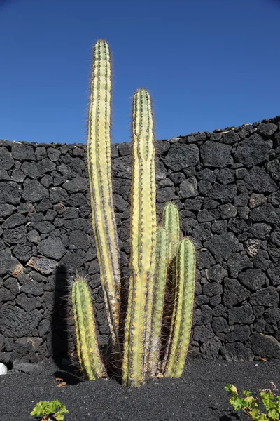 Cactus frente a la pared de piedra volcánica en Lanzarote, España — Foto de Stock