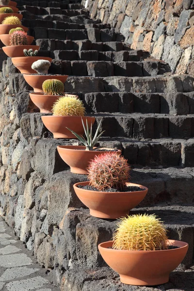 Kaktusy na sopečné kroky, lanzarote, Španělsko — Stock fotografie