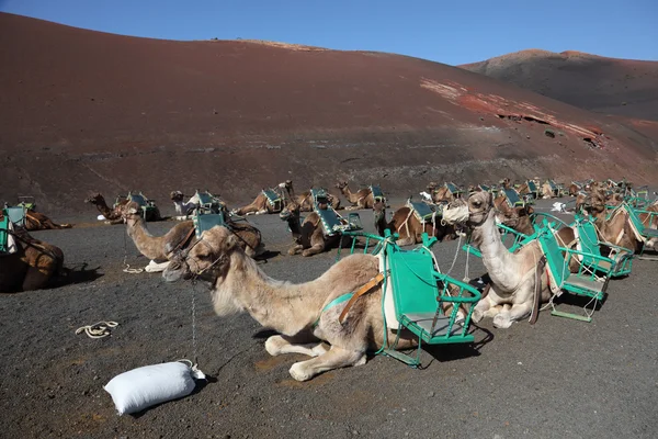 Camels en attente de touristes dans le parc national Timanfaya à Lanzarote, Espagne — Photo