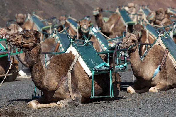 Camelos à espera de turistas no Parque Nacional de Timanfaya, Lanzarote Espanha — Fotografia de Stock