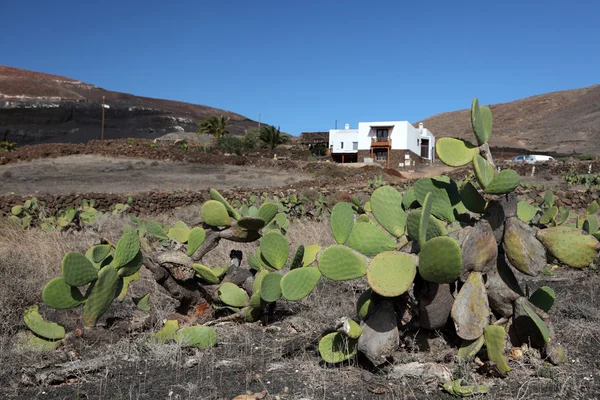 A lanzarote, Spanyolország-Kanári-szigetek hagyományos ház előtt kaktusz — Stock Fotó