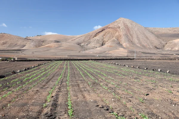 Agricultura na ilha vulcânica Lanzarote, Espanha — Fotografia de Stock