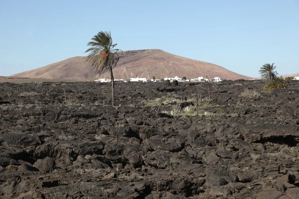 Paisaje típico de Lanzarote, lava, palmera, pueblo y volcán —  Fotos de Stock