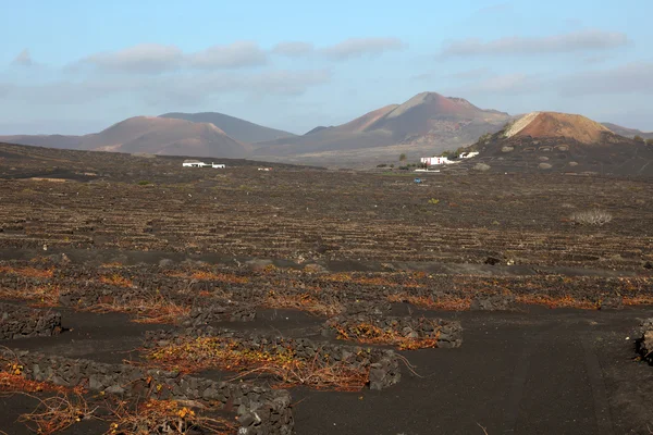 Weinberge in vulkanischem Boden der kanarischen Insel Lanzarote, Spanien — Stockfoto