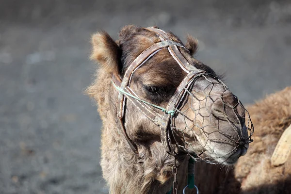 Camelo no Parque Nacional de Timanfaya, Lanzarote — Fotografia de Stock
