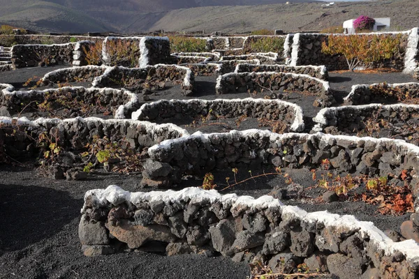Αμπελοκαλλιέργεια στο ηφαιστειογενές έδαφος του καναρίνι νησί lanzarote, Ισπανία — Φωτογραφία Αρχείου