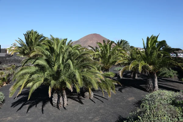 西班牙加那利岛、 兰萨罗特岛上的棕榈树 — 图库照片