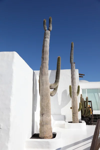 Kaktusy před bílou stěnu. kanárském ostrově lanzarote, Španělsko — Stock fotografie