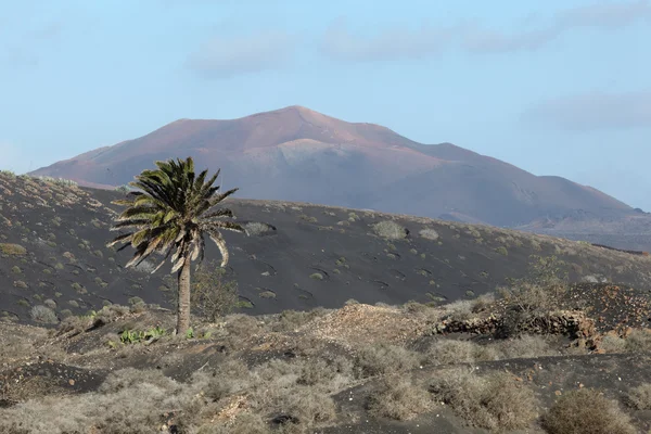 Tipikus lanzarote táj, láva, pálmafa és vulkán — Stock Fotó
