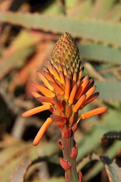 Aloe Vera Blume mit Pflanzen im Hintergrund — Stockfoto