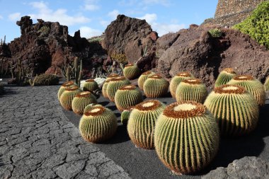 Cactus Garden - Jardin de Cactus - on Canary Island Lanzarote, Spain. clipart