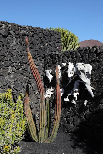 Kaktus och skallar framför vulkanisk sten vägg. Lanzarote, Spanien — Stockfoto