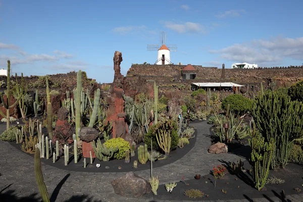 Kaktusová zahrada - jardin de cactus - na kanárském ostrově lanzarote, Španělsko. — Stock fotografie