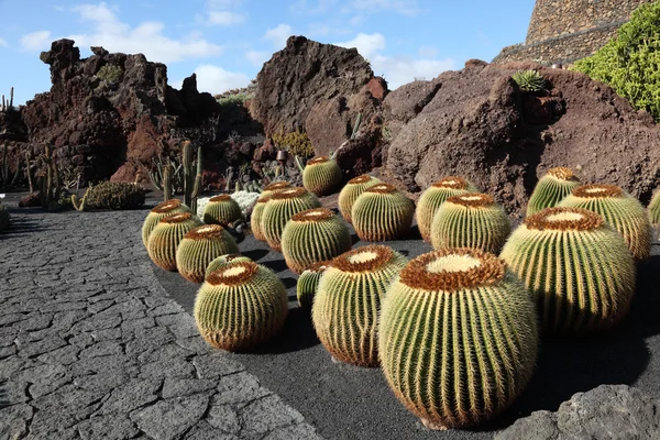 Kaktusz kert - jardin de cactus - Kanári sziget lanzarote, Spanyolország. — Stock Fotó