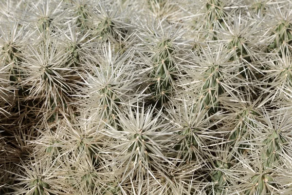 Cactus closeup — Stock Photo, Image