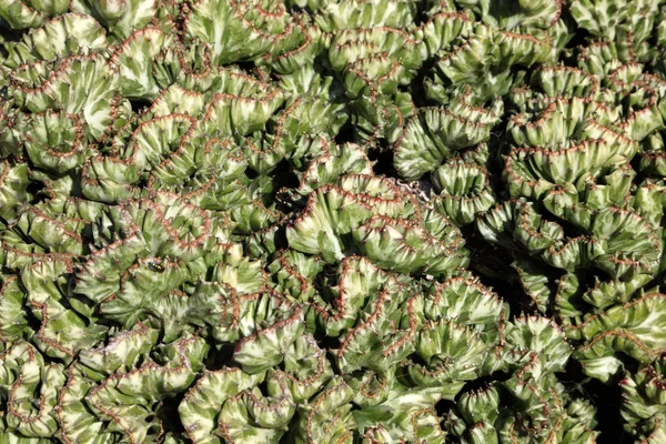 Cactus gros plan — Photo