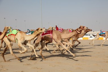 Racing camels with a robot jockeys, Doha Qatar clipart