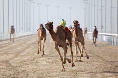 Racing camels with a robot jockey, Doha Qatar clipart