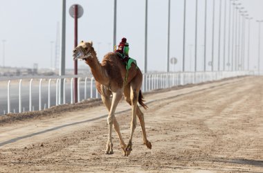 Racing camel with a robot jockey, Doha Qatar clipart