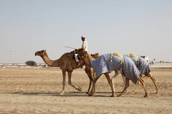 Velbloudi na závodní dráze, Dauhá Katar. — Stock fotografie