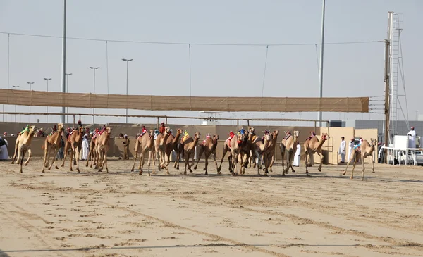 Corrida de camelos começa em Doha Qatar, Oriente Médio . — Fotografia de Stock