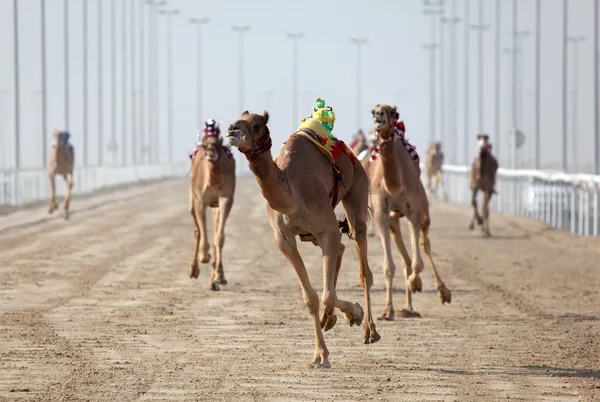 Cammelli da corsa con un fantino robot, Doha Qatar — Foto Stock