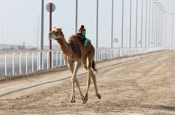 Cammello da corsa con un fantino robot, Doha Qatar — Foto Stock