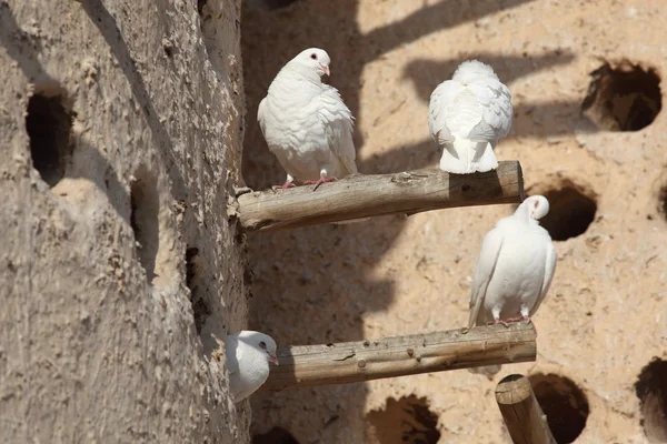 White doves at the pigeon tower in Doha, Qatar — Stock Photo, Image
