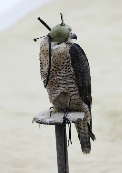 Csuklyás falcon egy arab táborban, Doha, Katar-ban — Stock Fotó