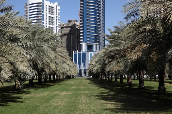 Palm stromy parku ve městě sharjah, Spojené arabské emiráty — Stock fotografie