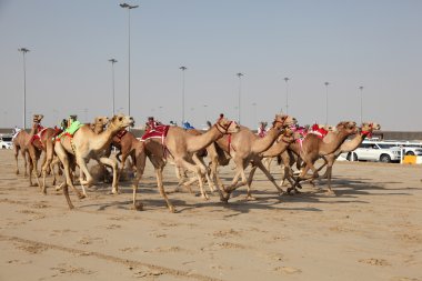 Racing camels with robot jockeys, Doha Qatar. clipart