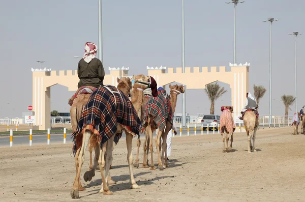Camelos de corrida a caminho de pista de corrida em Doha, Qatar — Fotografia de Stock
