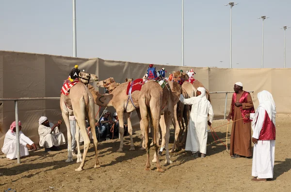 Závodní velbloudi na dostihové dráze, Dauhá Katar. — Stock fotografie