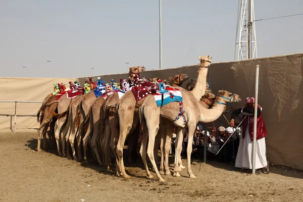 Race kamelen op het circuit, doha, qatar. — Stockfoto