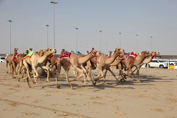 Racing camels with robot jockeys, Doha Qatar. — Stock Photo, Image