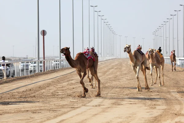 Racing kamelen met een robot jockey, doha, qatar. — Stockfoto