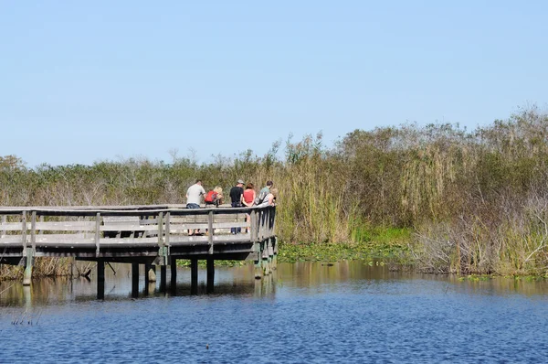 Figyeli a vadon élő állatok az Everglades, Florida — Stock Fotó