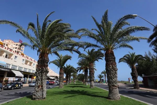 Palmbomen op avenida del saladar in jandia playa, Canarische eiland fuerteventura, Spanje — Stockfoto