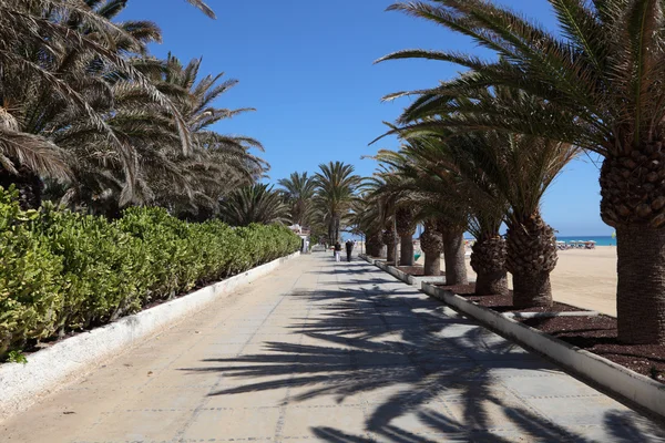 Promenada z palmami plaży jandia playa, Kanaryjskie wyspy fuerteventura, Hiszpania — Zdjęcie stockowe