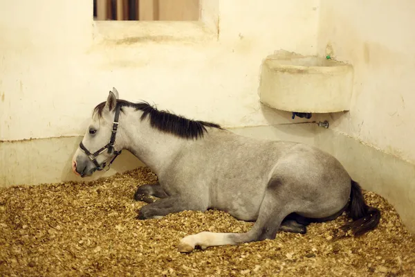Koni arabskich w stajni — Zdjęcie stockowe