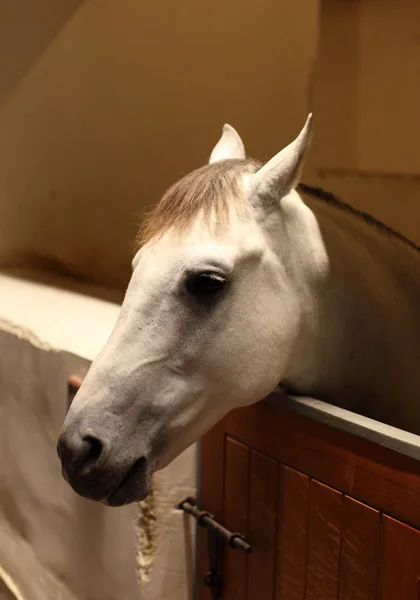 Cavallo arabo nella stalla — Foto Stock