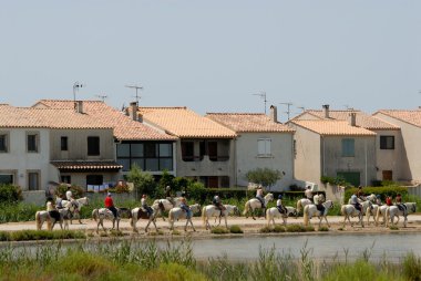 Riding Camargue horses in Saintes-Maries-de-la-Mer, France clipart