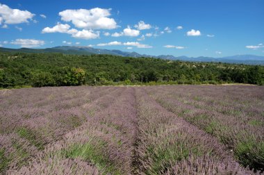 Lavender fields in Provence, France clipart