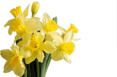 Daffodils isolated on white clipart