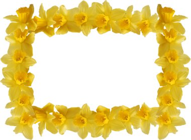 Daffodils Border clipart