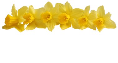 Daffodils isolated on white clipart