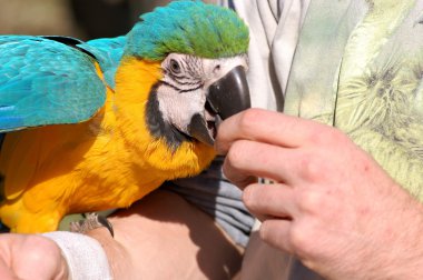 Blue Ara Parrot Eating from Hand clipart